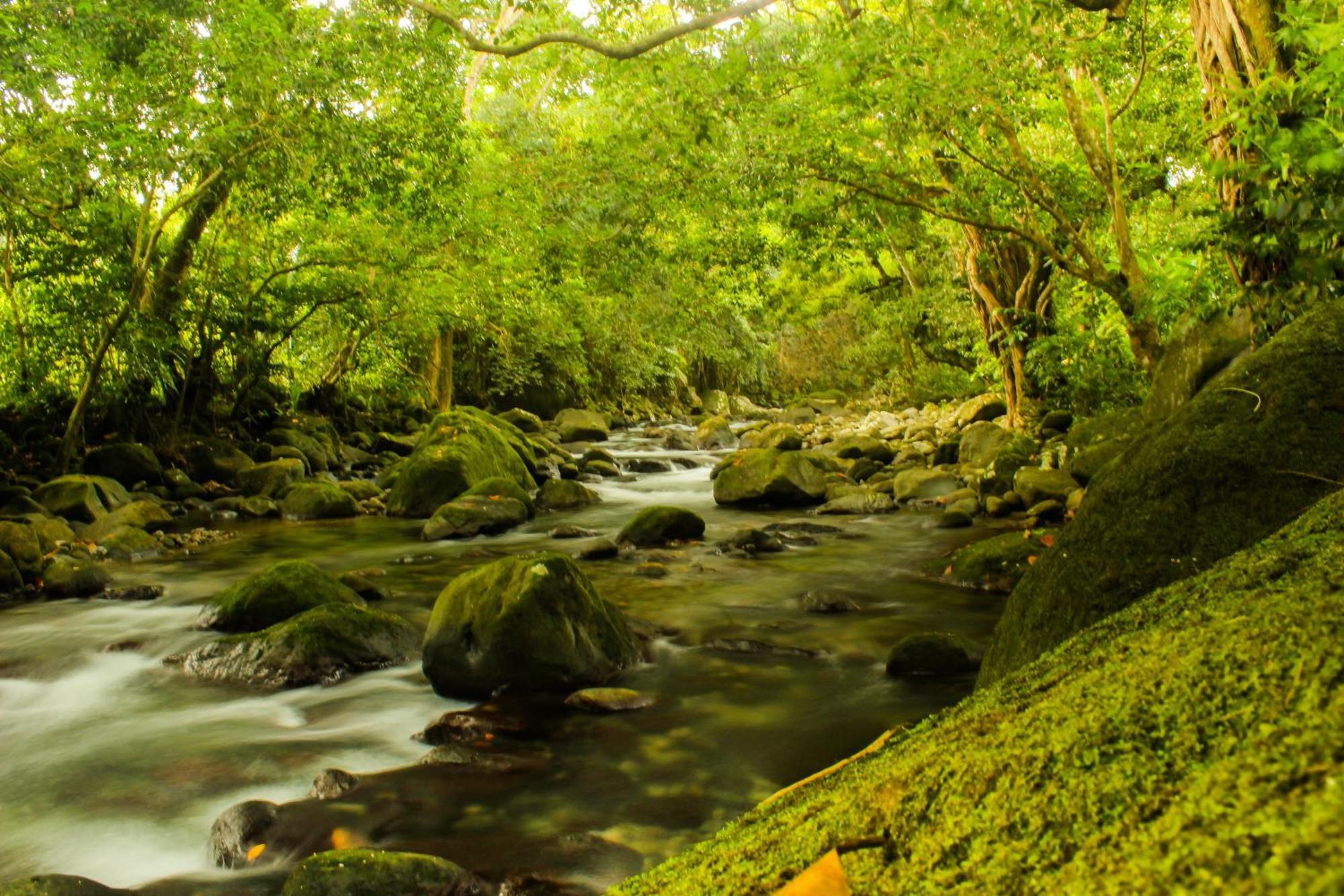 Citrus Creek Plantation Βίλα La Plaine Δωμάτιο φωτογραφία
